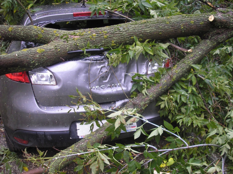 УК заплатит владелице автомобиля за упавшее дерево